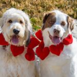 Christine Golub Dogs