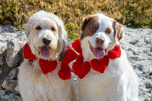 Christine Golub Dogs